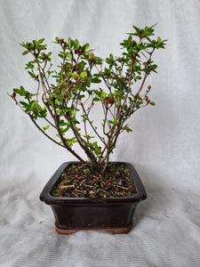 Bonsai Azalea(Rhododendron)