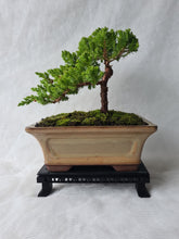 Load image into Gallery viewer, 3D Printed Bonsai Stand
