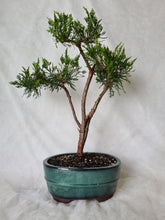 Load image into Gallery viewer, Bonsai Chinese Juniper
