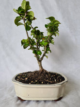 Load image into Gallery viewer, Bonsai Japanese Privet

