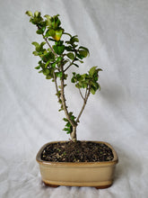 Load image into Gallery viewer, Bonsai Japanese Privet
