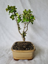 Load image into Gallery viewer, Bonsai Japanese Privet
