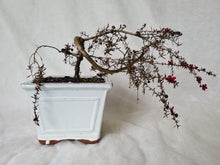 Load image into Gallery viewer, Bonsai Manuka (Tea Tree)
