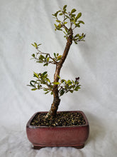Load image into Gallery viewer, Bonsai Japanese Holly
