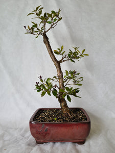 Bonsai Japanese Holly