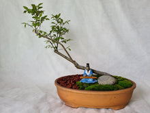 Load image into Gallery viewer, Bonsai Chinese Elm
