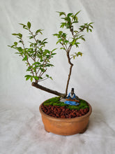 Load image into Gallery viewer, Bonsai Chinese Elm
