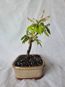 Bonsai Lily of the Valley