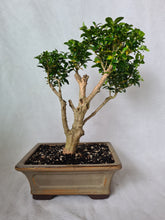 Load image into Gallery viewer, Bonsai Boxwood (Buxus)
