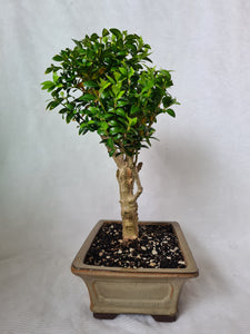 Bonsai Boxwood (Buxus)