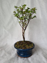 Load image into Gallery viewer, Bonsai Azalea(Rhododendron)
