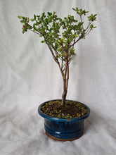 Load image into Gallery viewer, Bonsai Azalea(Rhododendron)

