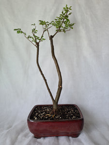 Bonsai Chinese Elm