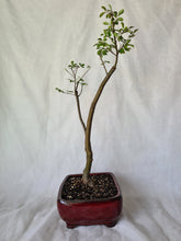 Load image into Gallery viewer, Bonsai Chinese Elm
