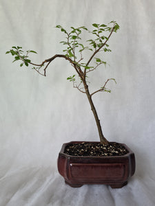 Bonsai Chinese Elm