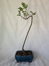 Load image into Gallery viewer, Bonsai Chinese Elm
