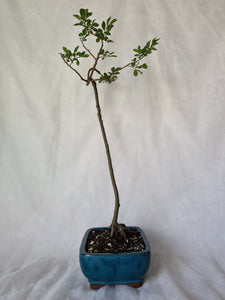 Bonsai Chinese Elm