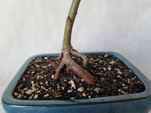 Bonsai Chinese Elm