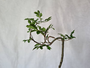 Bonsai Chinese Elm