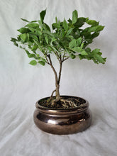 Load image into Gallery viewer, Bonsai Wisteria
