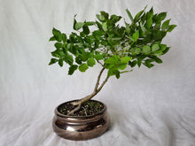 Load image into Gallery viewer, Bonsai Wisteria
