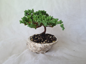 Bonsai Juniper Procumbens Nana