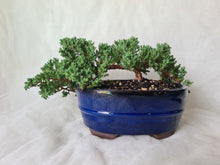 Load image into Gallery viewer, Bonsai Juniper Procumbens Nana
