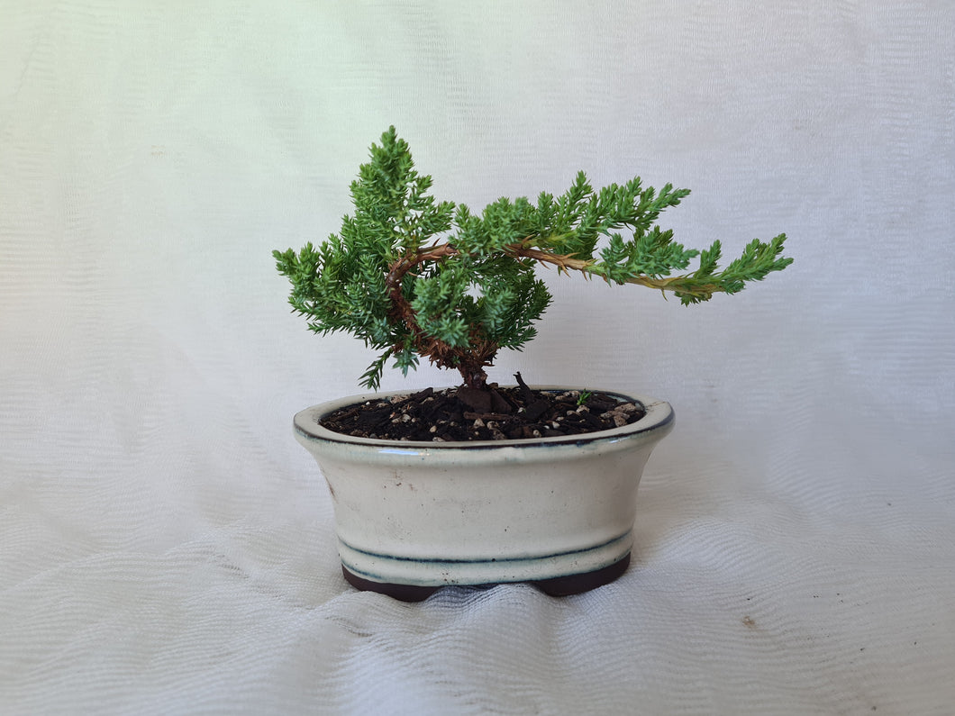 Bonsai Juniper Procumbens Nana