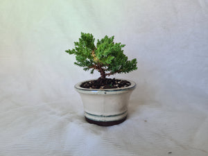 Bonsai Juniper Procumbens Nana