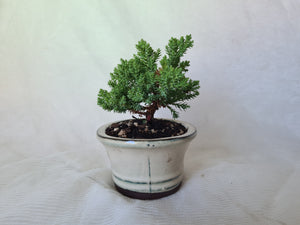 Bonsai Juniper Procumbens Nana