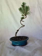 Load image into Gallery viewer, Bonsai Mugo Pine
