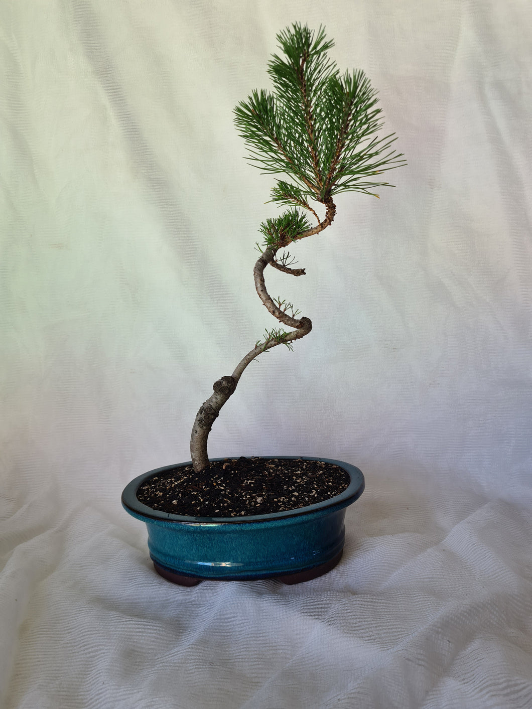 Bonsai Mugo Pine