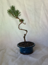 Load image into Gallery viewer, Bonsai Mugo Pine
