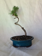 Load image into Gallery viewer, Bonsai Mugo Pine
