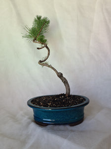 Bonsai Mugo Pine