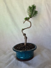 Load image into Gallery viewer, Bonsai Mugo Pine
