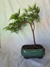 Load image into Gallery viewer, Bonsai Chinese Juniper

