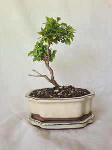 Bonsai Lily of the Valley