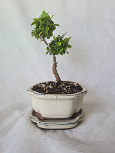 Bonsai Lily of the Valley