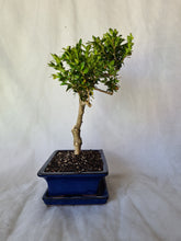 Load image into Gallery viewer, Bonsai Boxwood (Buxus)
