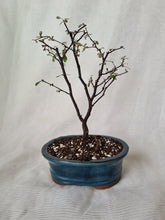 Load image into Gallery viewer, Bonsai Corokia Little Prince
