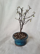 Load image into Gallery viewer, Bonsai Corokia Little Prince
