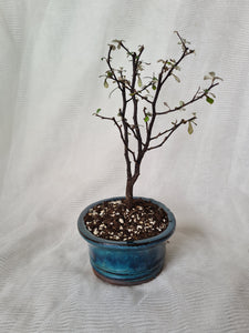 Bonsai Corokia Little Prince