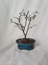 Load image into Gallery viewer, Bonsai Corokia Little Prince
