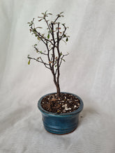 Load image into Gallery viewer, Bonsai Corokia Little Prince
