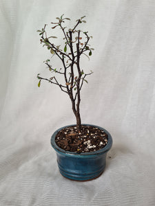 Bonsai Corokia Little Prince