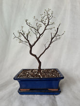 Load image into Gallery viewer, Bonsai Corokia Little Prince
