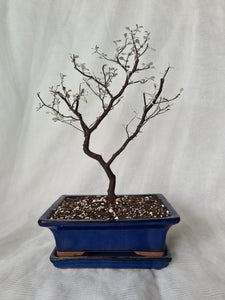 Bonsai Corokia Little Prince