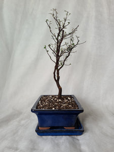 Bonsai Corokia Little Prince