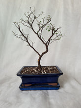 Load image into Gallery viewer, Bonsai Corokia Little Prince
